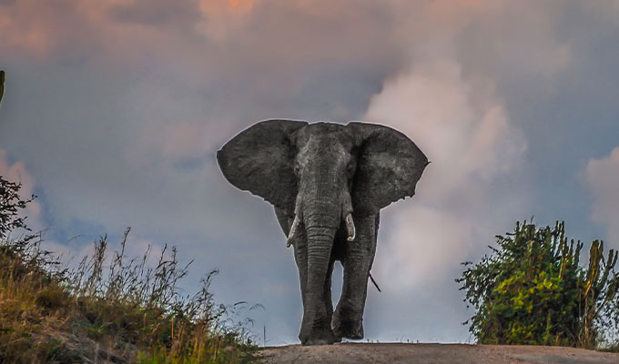 Large elephant in Uganda