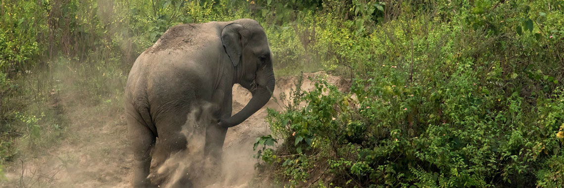 Elephant in Uganda National Park