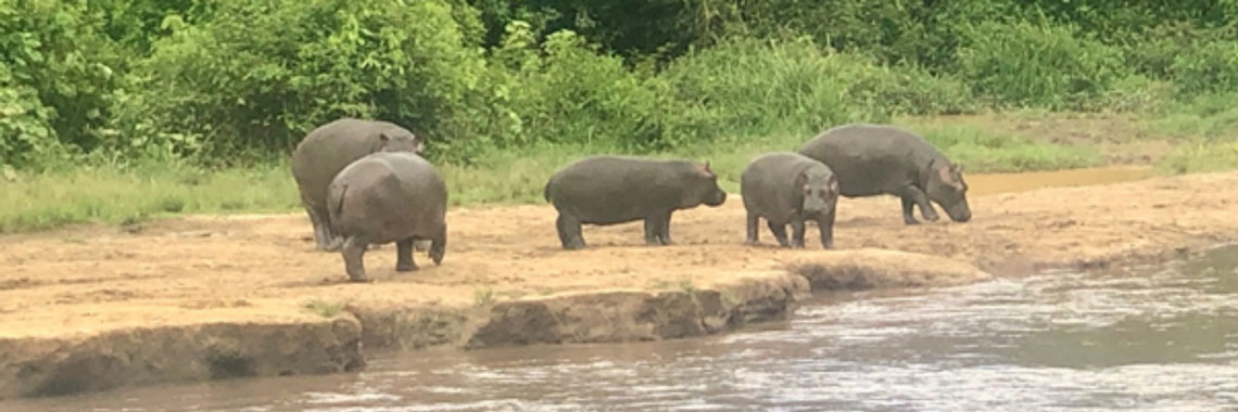 Hippos at a waterhole