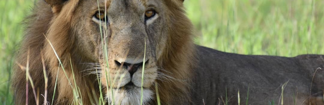 Wildlife and Safari Tours In Uganda